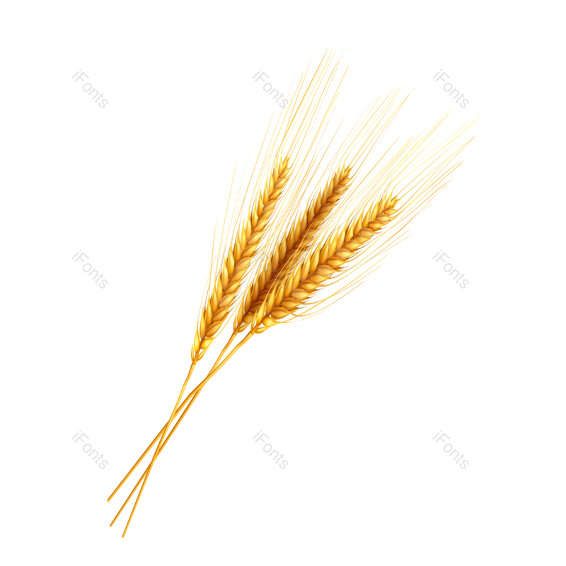 芒种图片,秋天元素,麦子PNG,丰收免抠素材